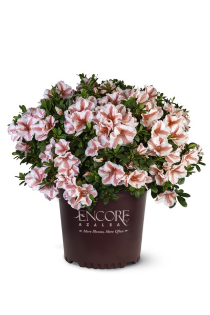 Рододендрон Starburst посадка